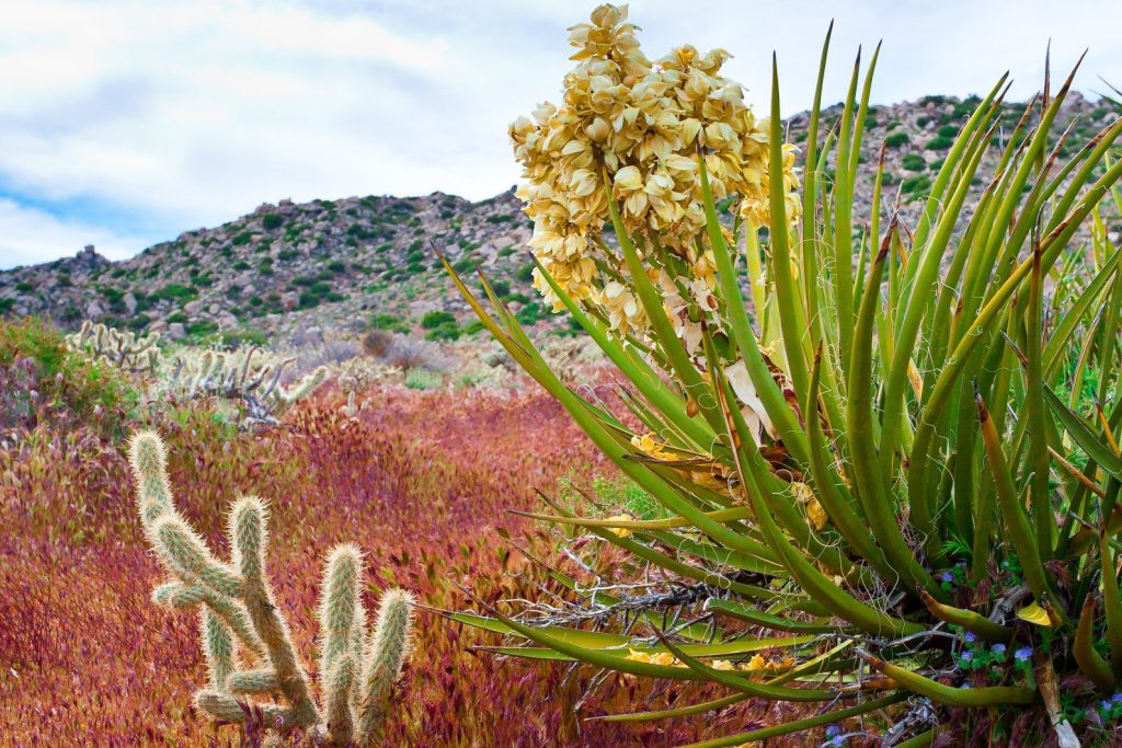 Desert flowers in Borrego Springs.