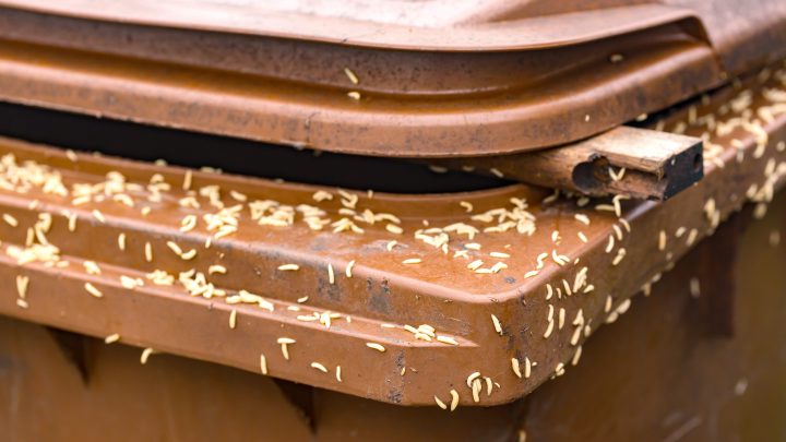 NIGHTMARE: How to Easily Keep Maggots Out of Your Trash Can
