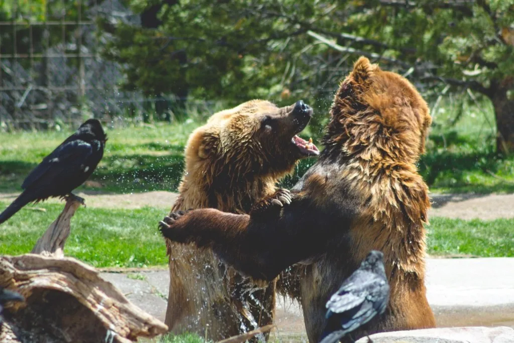 Bears playing in Yellowstone Bear World.