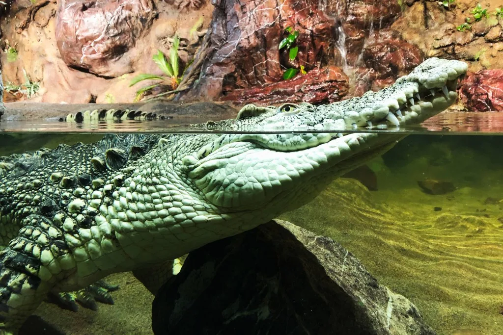 Crocodile swimming in the Rio Grande River
