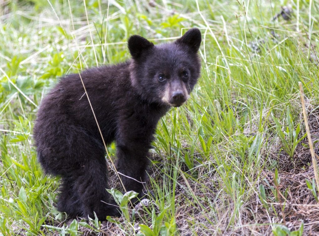 Bear cub in Yellowstone