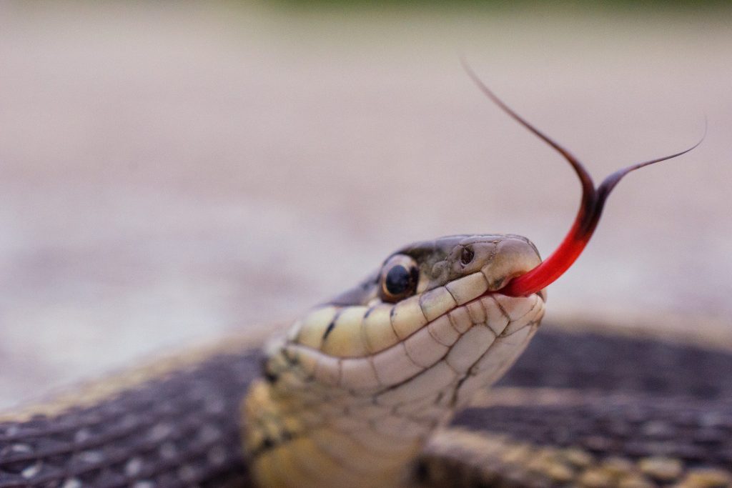 Garter snake with tongue out