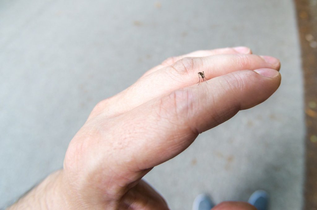 Flea on a persons hand