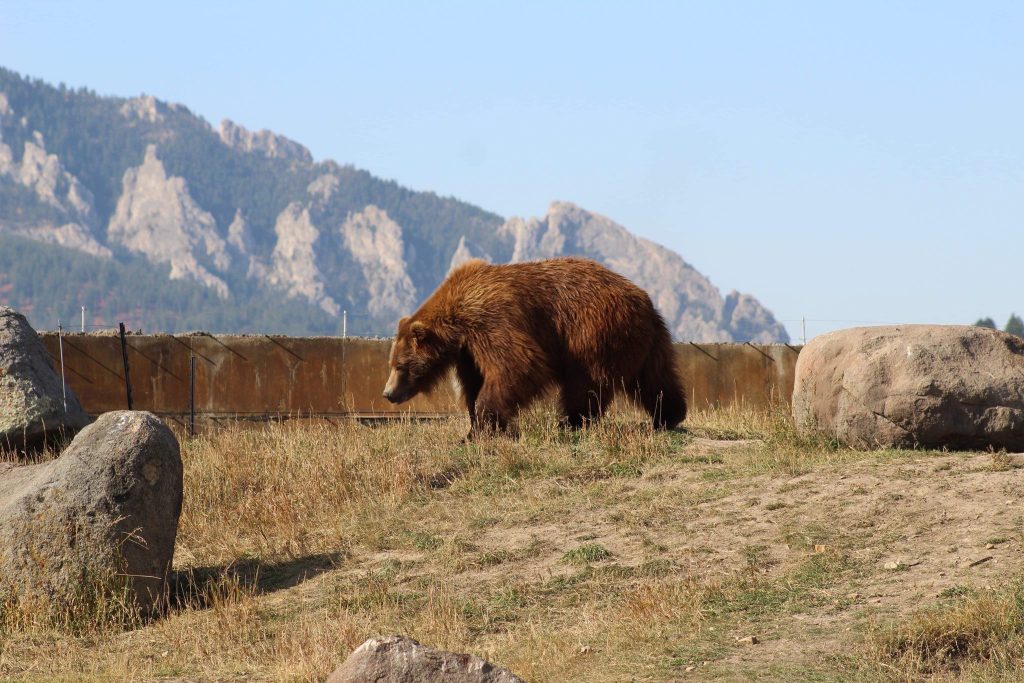 Bear walking in enclosure at Yellowstone Bear World