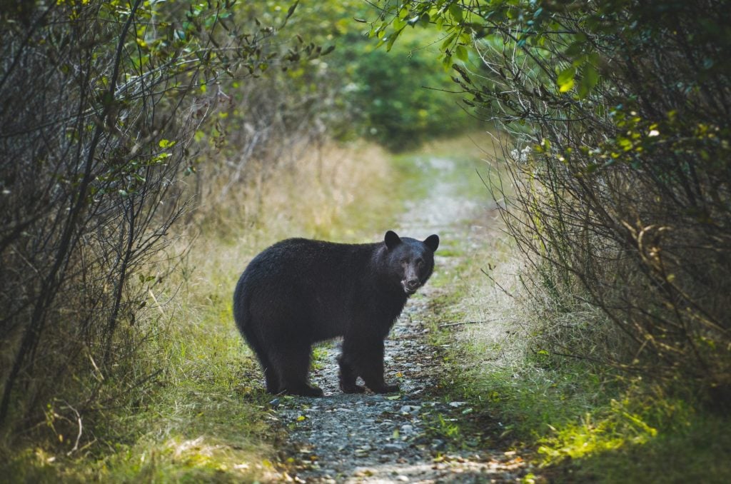 Black bear walking in woods