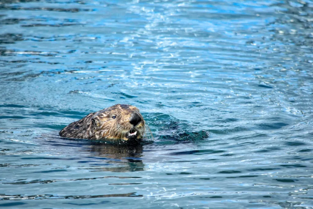 Sea otter swimming in Alaska