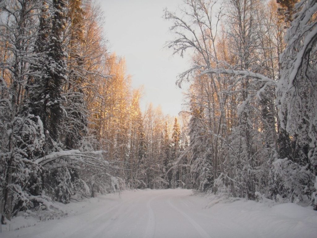 Snowy forest in Alaska