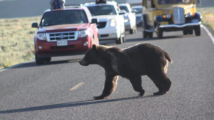 Why Do People Visit Yellowstone Bear World?