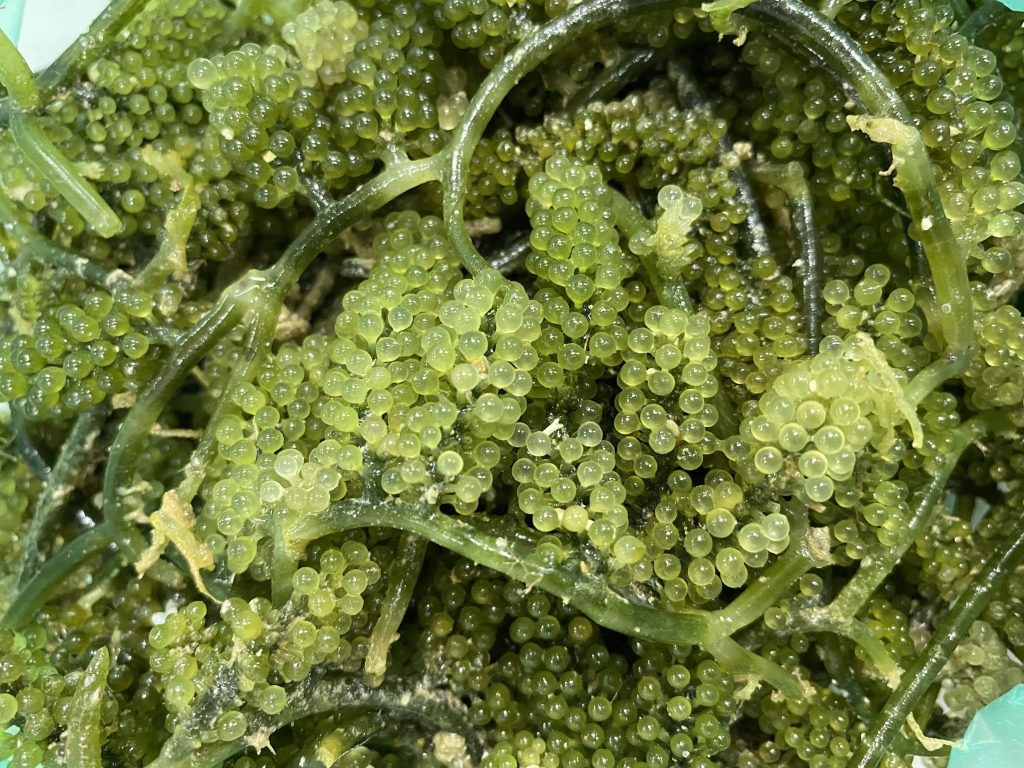 Close up on a plate of sea grapes.