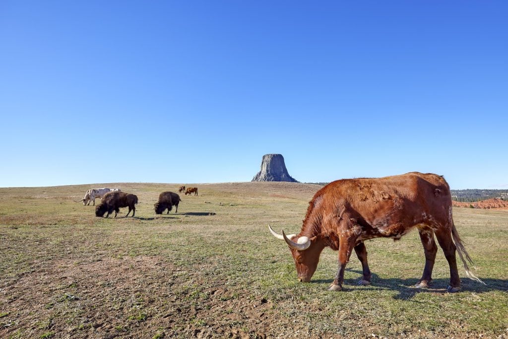 Cows and bison with Devils Tower in distance