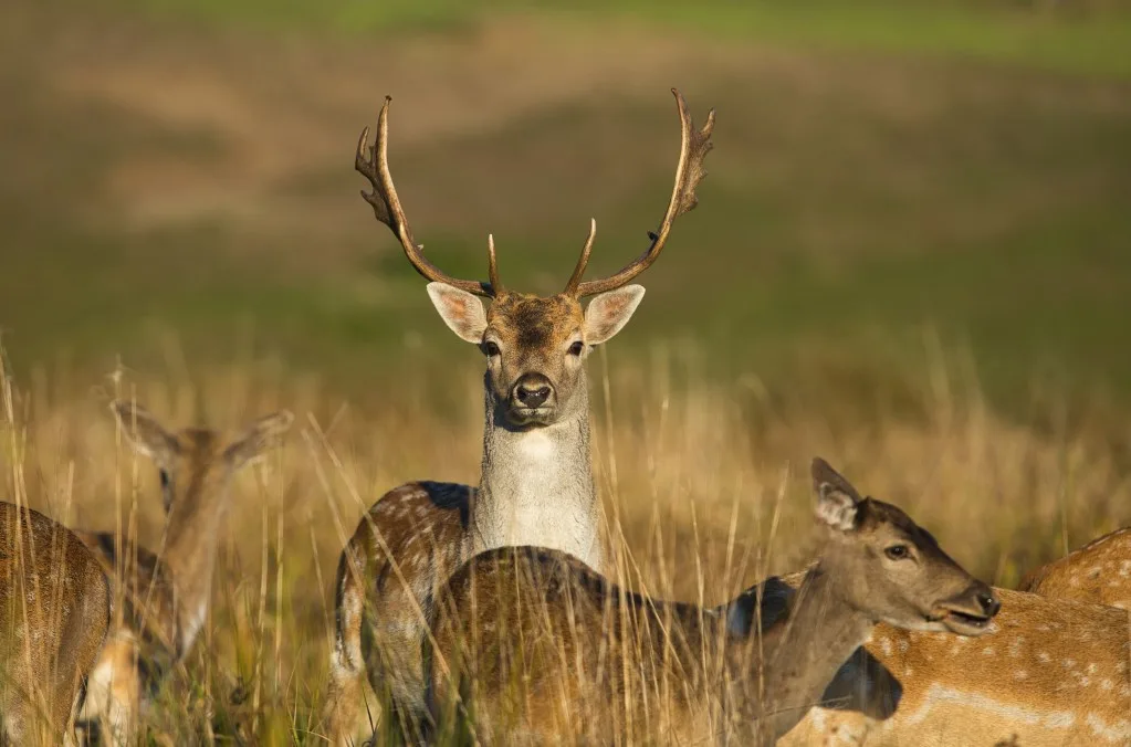 Deer  in Valles Caldera National Preserve.