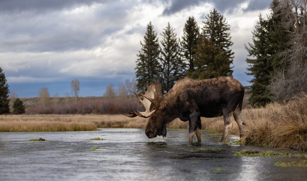 Moose drinking water by Lake Champlain