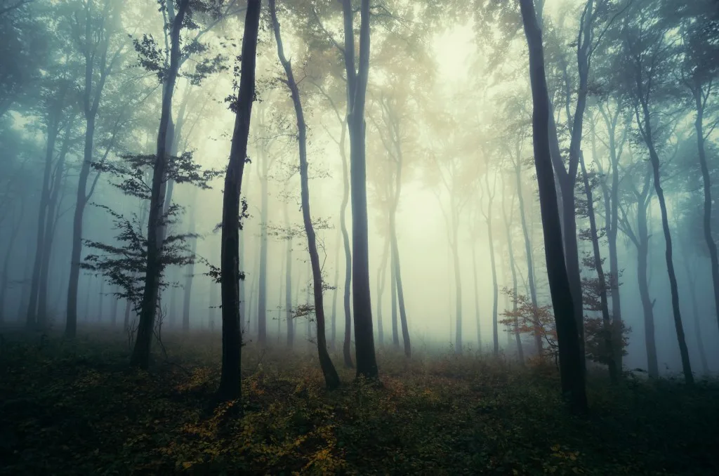 Foggy national forest at sunset