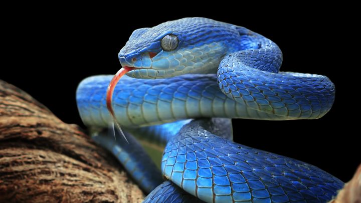 The 5 Most Lethal Snakes in the USA