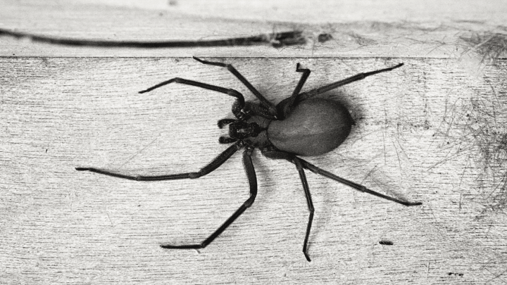 Is the Bite of a Brown Recluse Spider Deadly?