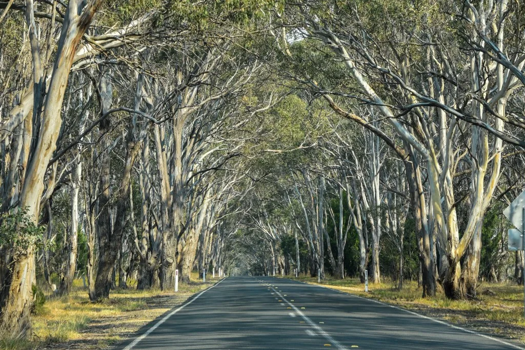 Tree lined path in Magnolia Springs, Alabama