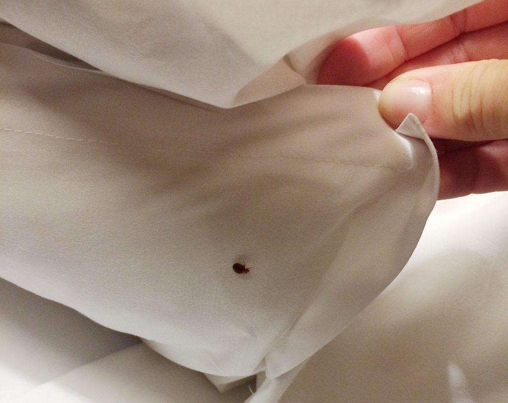 Bed bug crawling under blanket