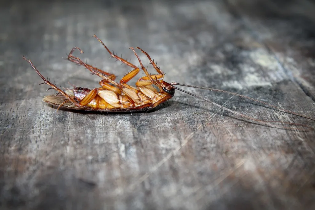 Dead cockroach in home.