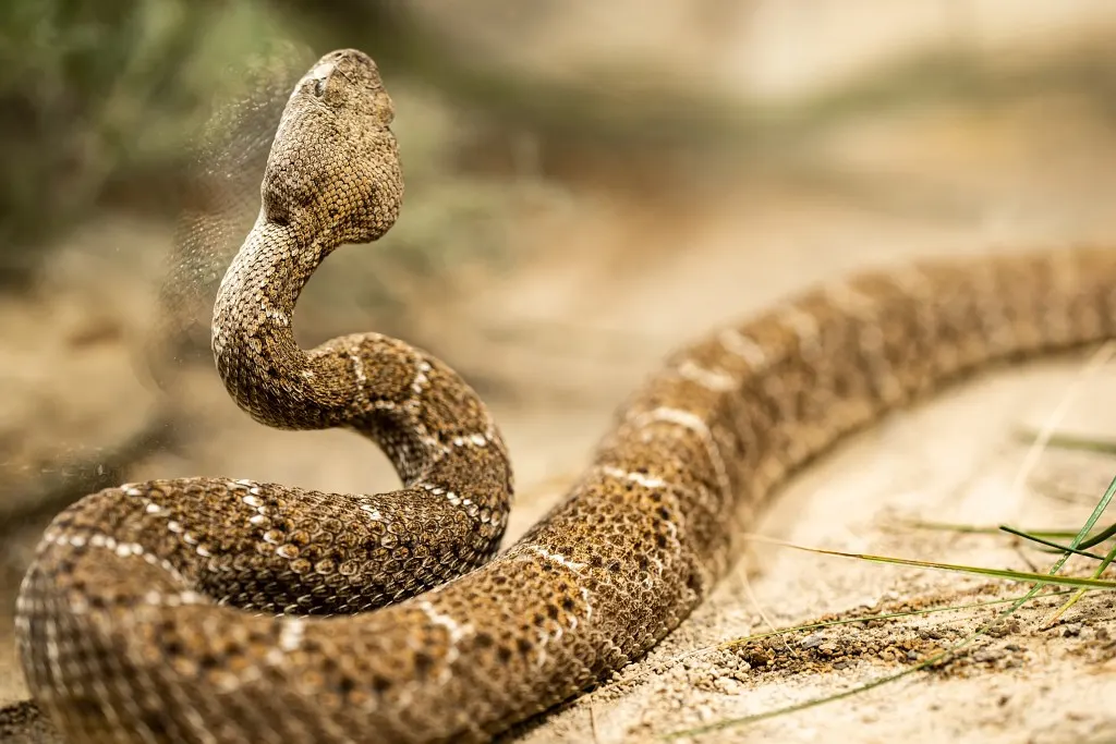 Eastern Diamondback Rattlesnake in Alabama