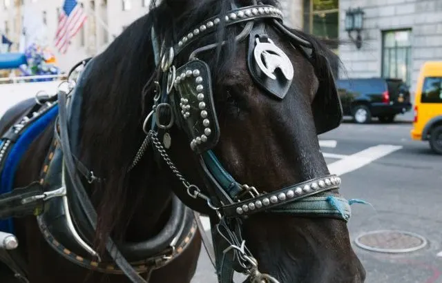 Horse in New York Streets