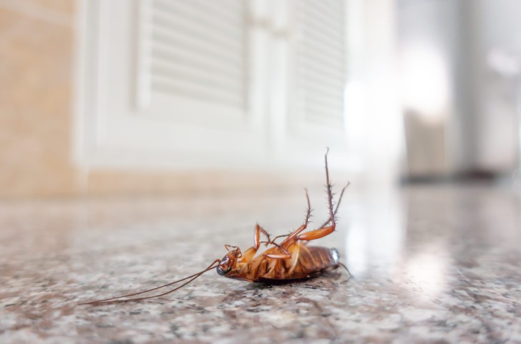 Dead cockroach on RV floor