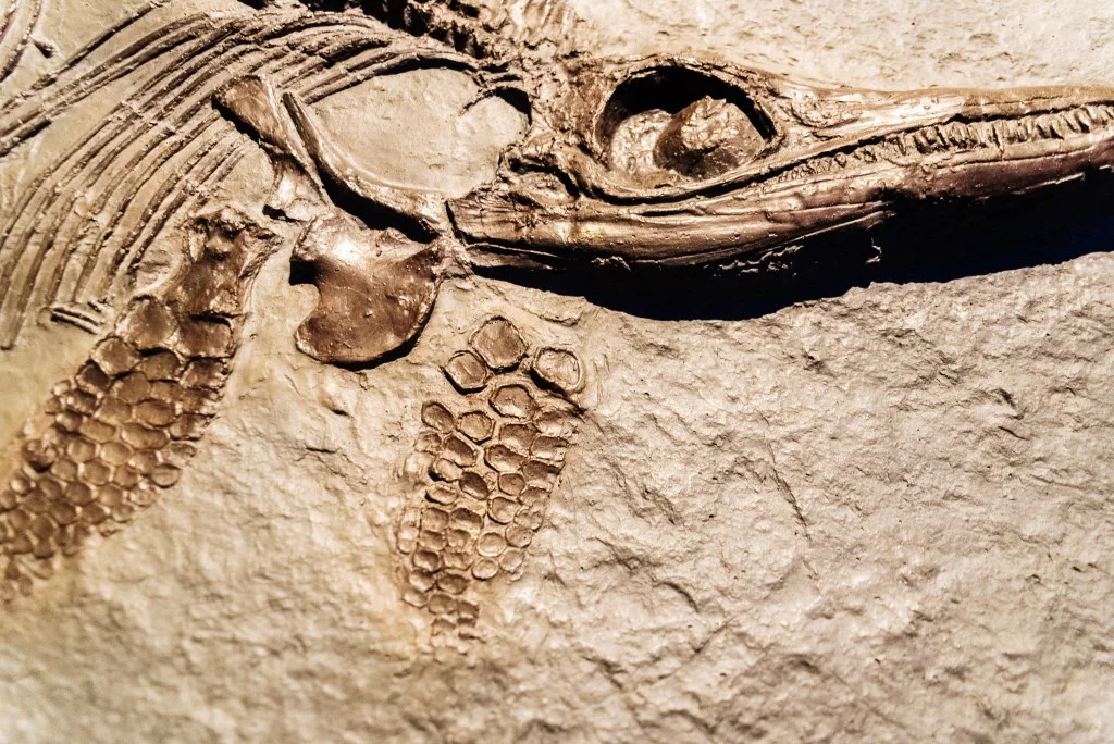 Fossil of a sea monster in Florida