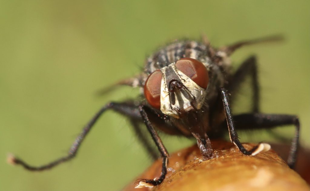 Close up of a gnat on a rotten piece of fruit