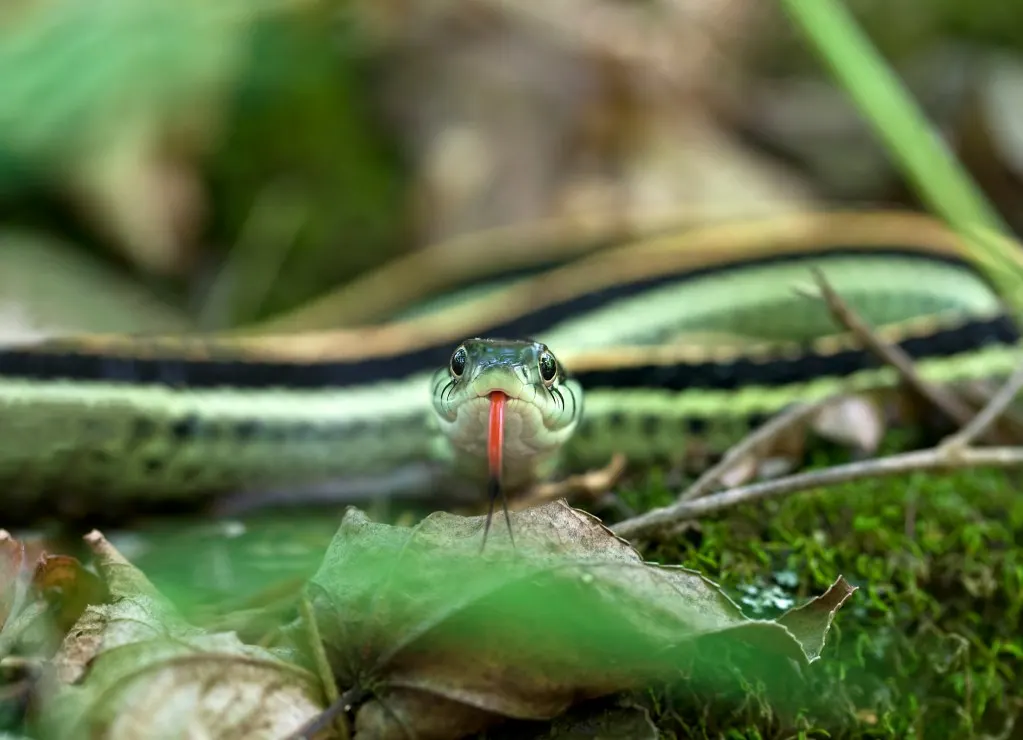 Snake with tongue out looking at camera.