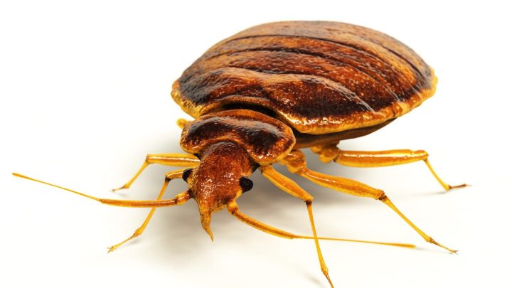 Where the Heck Do Bed Bugs Come From?