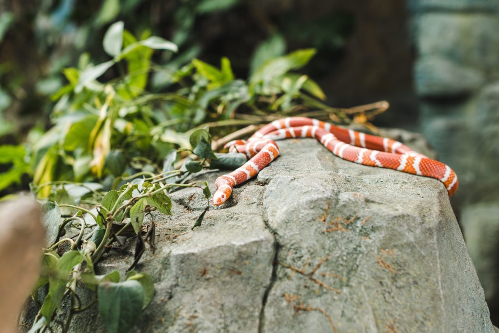 Orange snake slithering on rock