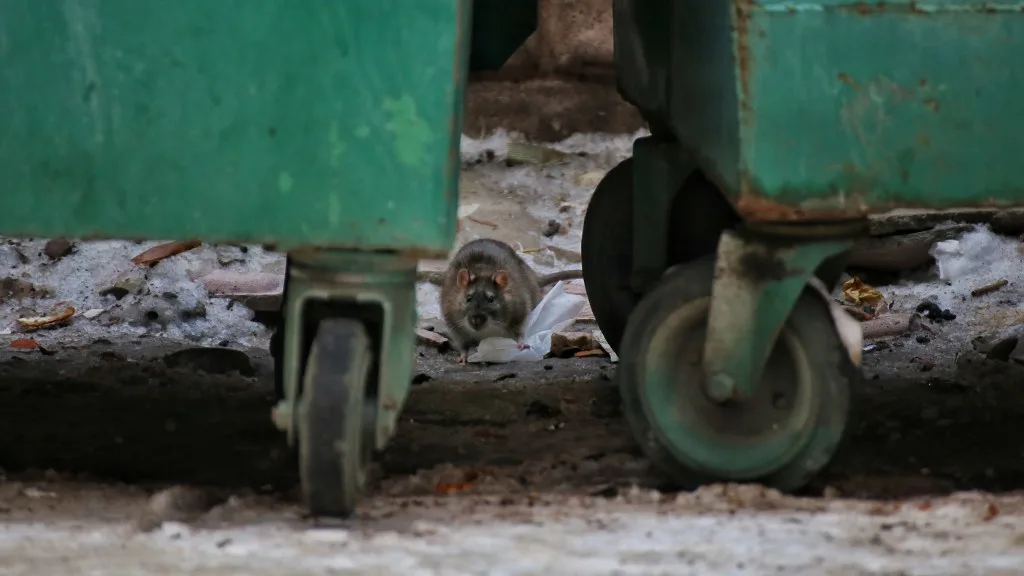 Rat by dumpster in NYC