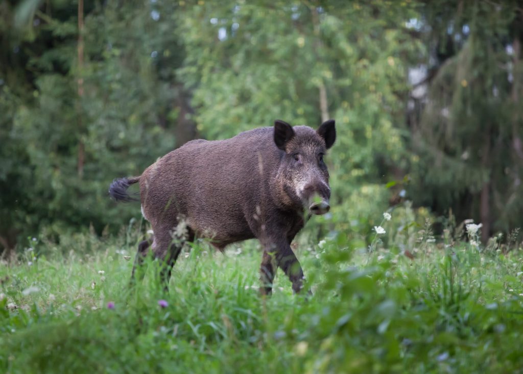 Wild boar in Alabama