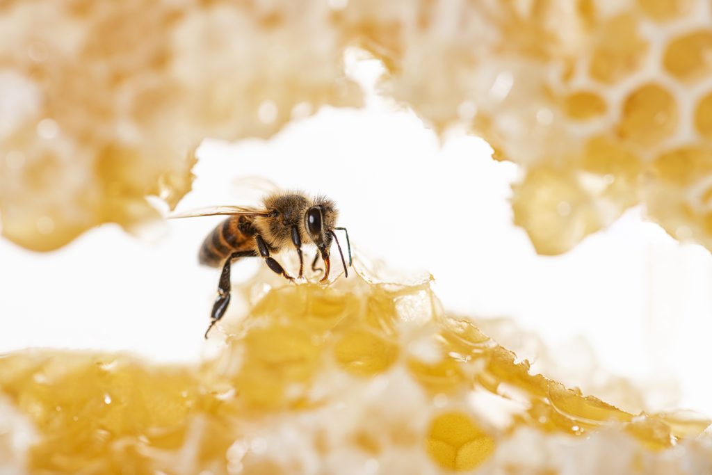 Bee eating from honey comb