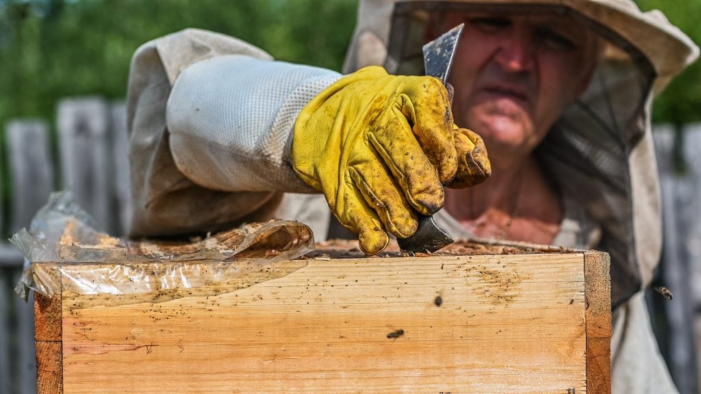 Beehive worker removing hornet nest