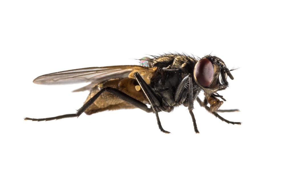 Close up of a fly on a white background