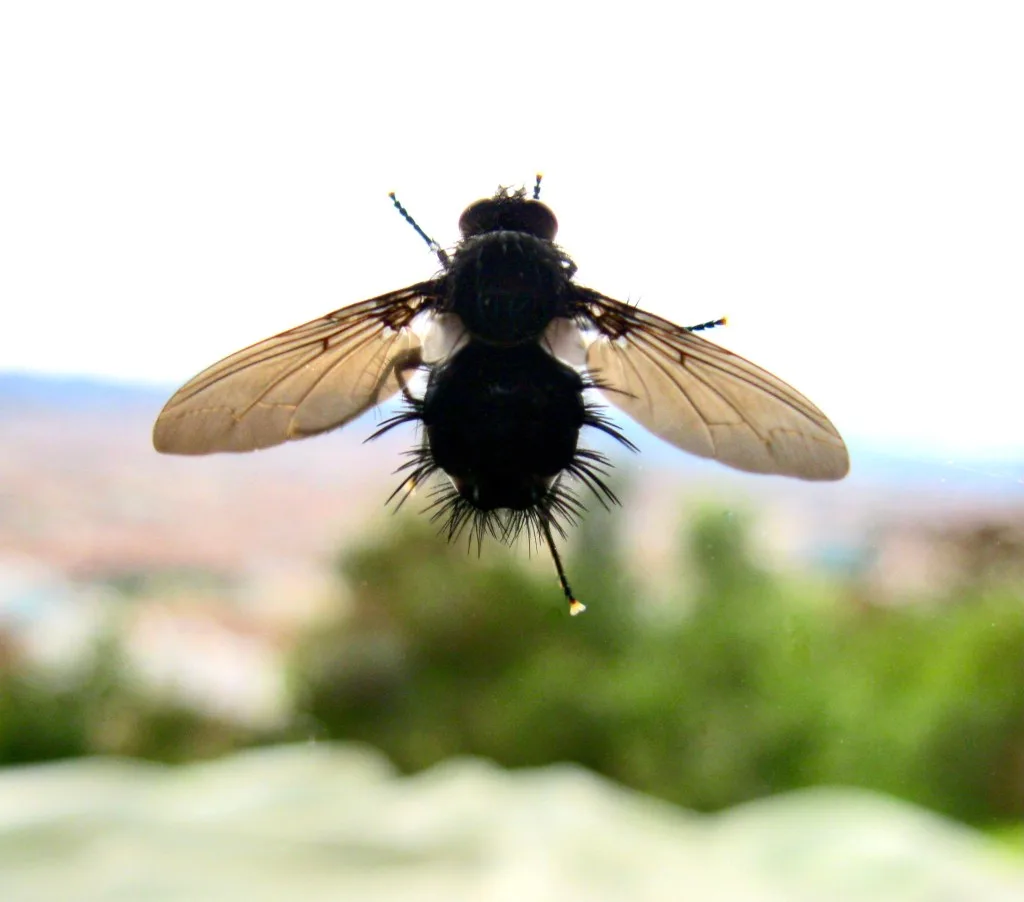 Fly on window screen in home