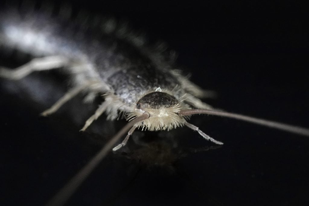 Close-up de um Silverfish
