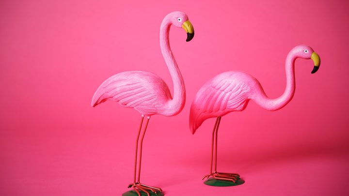 The Suspicious Meaning of Pink Flamingos - Drivin' & Vibin'