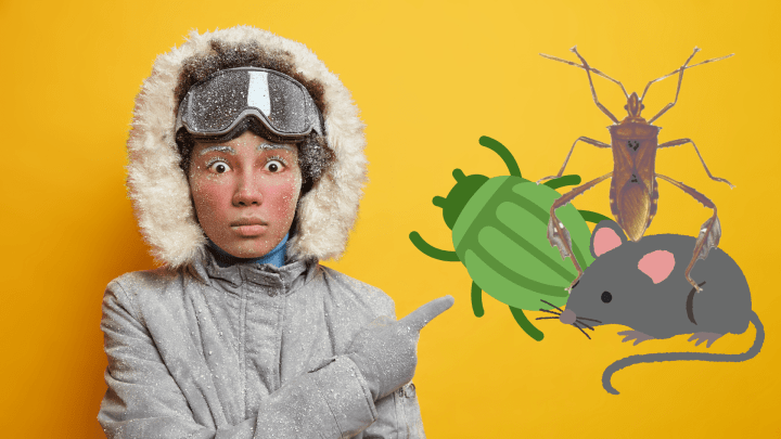 5 Pests That Are a Nuisance in the Winter