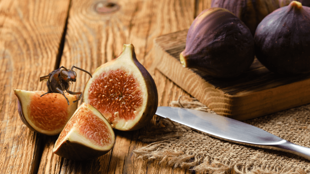 Sliced figs on table with wasp on top
