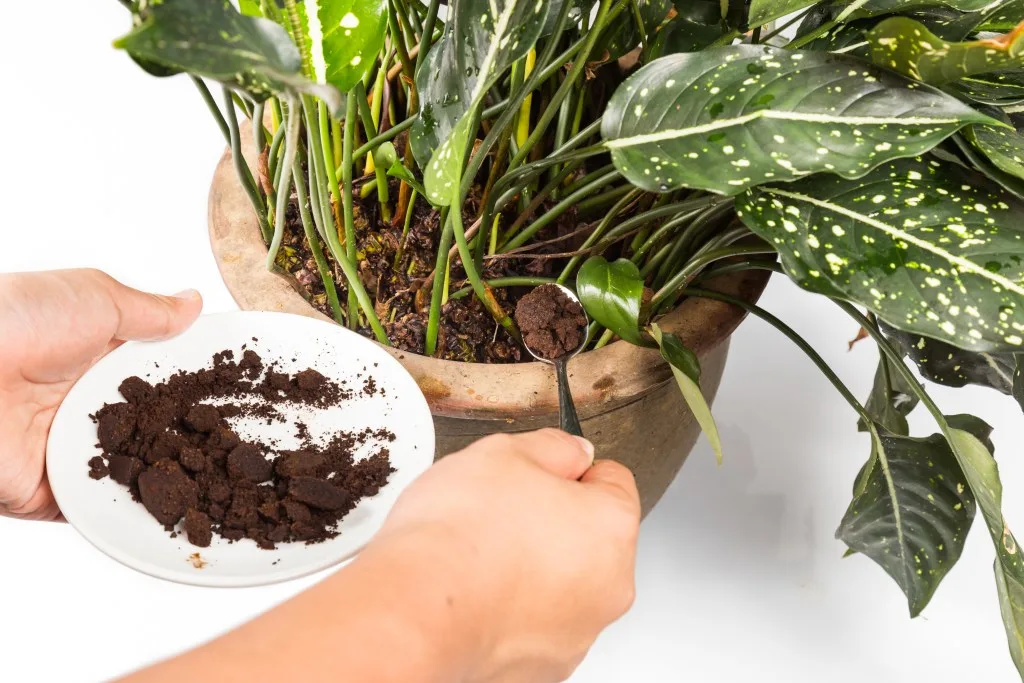 Person putting coffee grinds in a plant pot