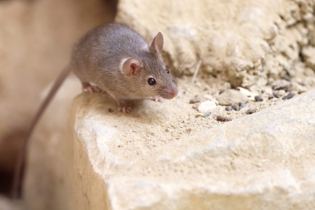 Close up view of a small mouse