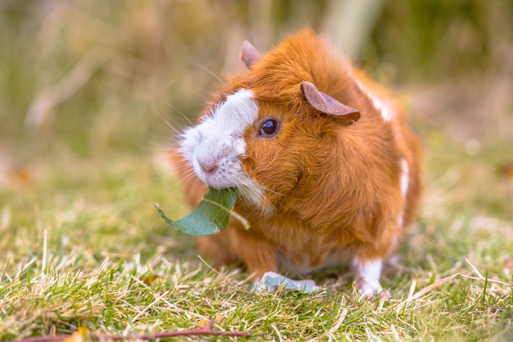Guinea pig eating a leaf