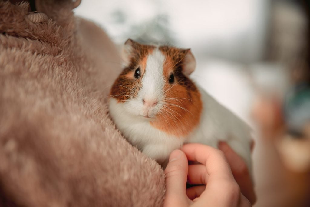 Girl holding guinea pig
