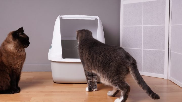 Cats going into litter box
