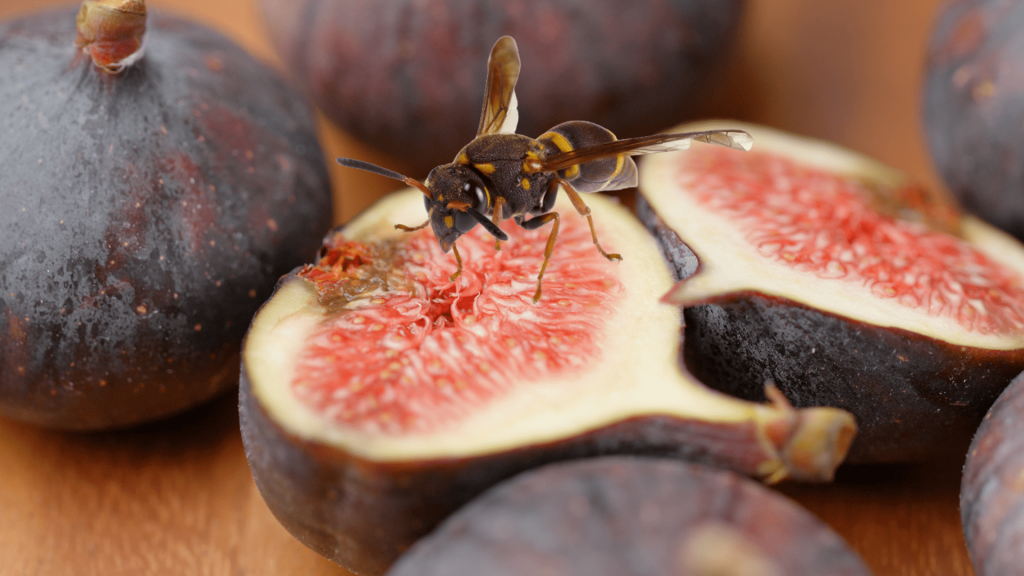 Are There Really Dead Wasps in Figs? Drivin' & Vibin'