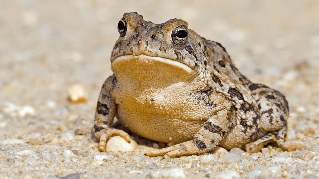 Toad in national park