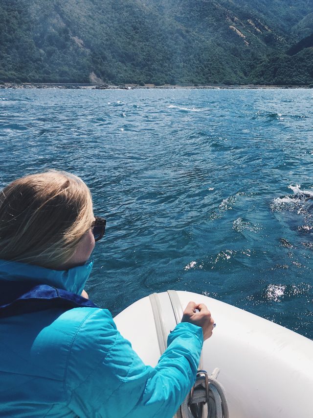 Can You Go Whale Watching on Maine’s Coast?