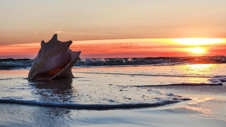 Conch on beach at sunrise