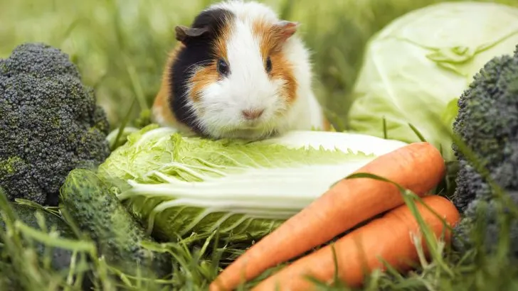 Guinea pig on vegetables